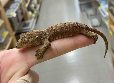 FullSizeRender