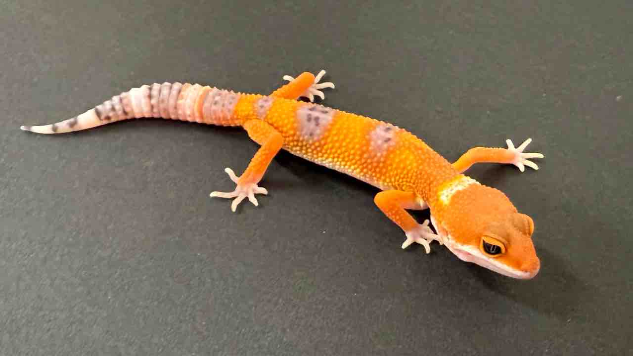 レオパ新着】豹紋堂！LONDON LEOPA！GECKOS ETC.！＋α : 爬虫類