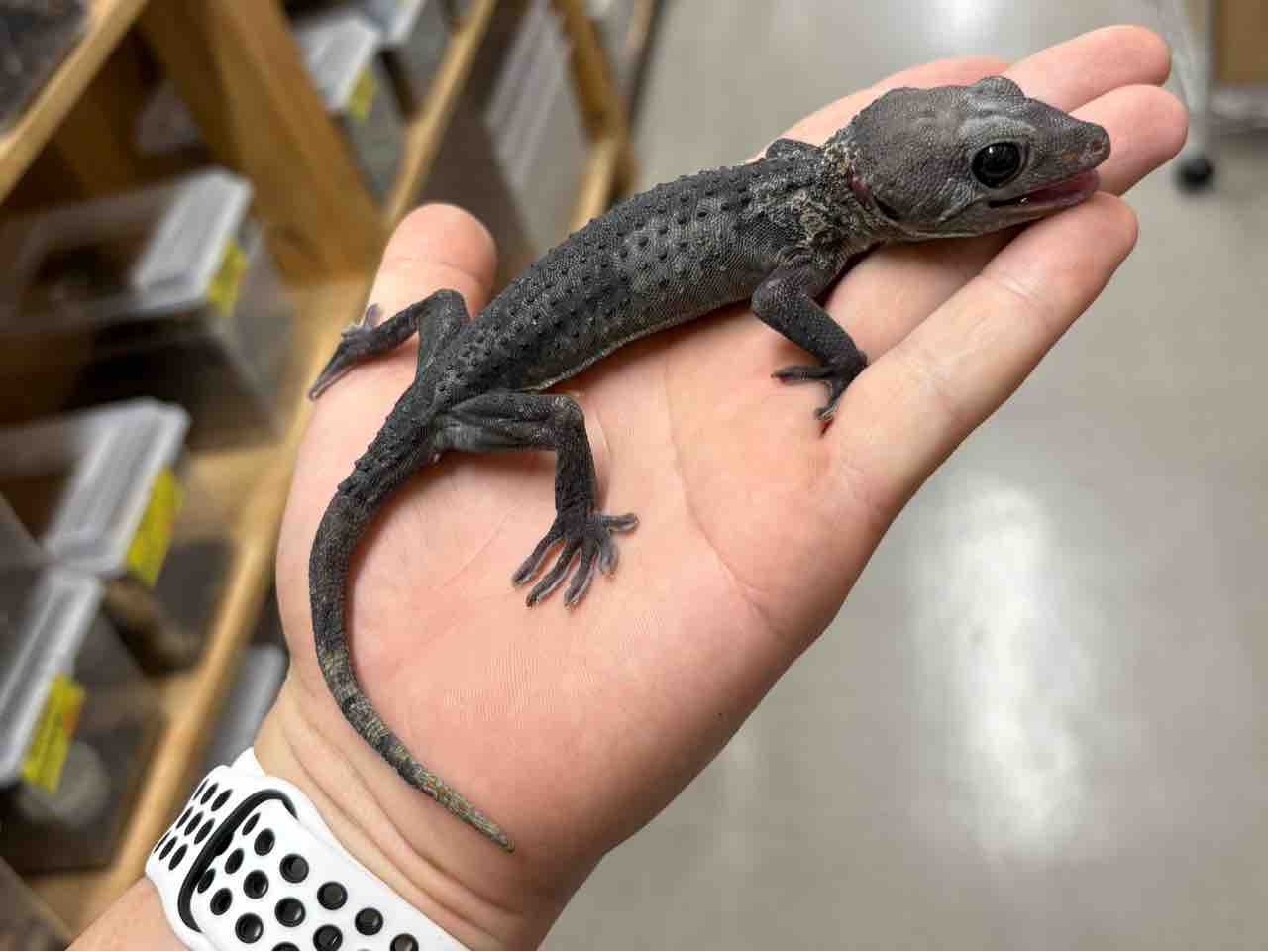2Fヤモリ新着！久々の色変わりトッケイ来ました◎ : 爬虫類倶楽部