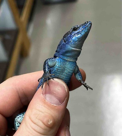 FullSizeRender