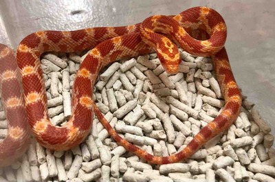 FullSizeRender