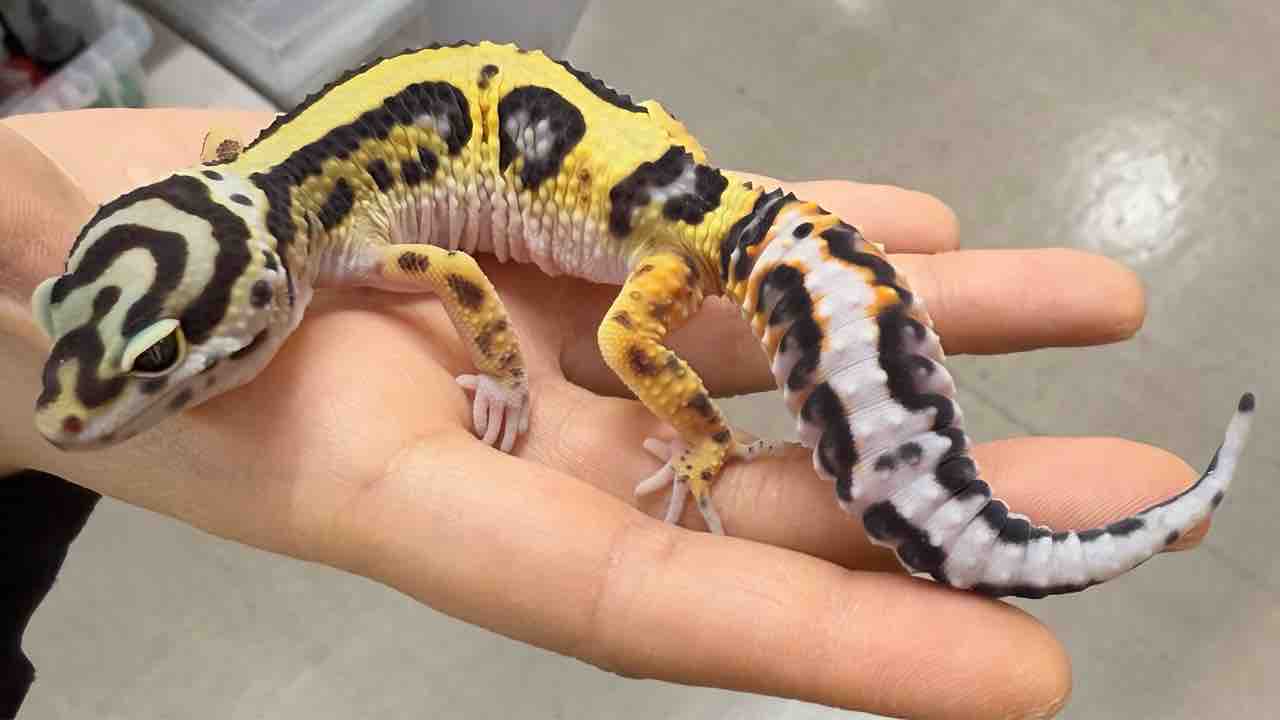 豹紋堂CB！ レオパ新入荷来てます♪ : 爬虫類倶楽部