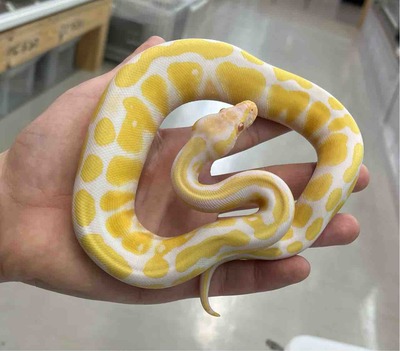 FullSizeRender