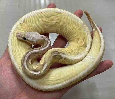 FullSizeRender