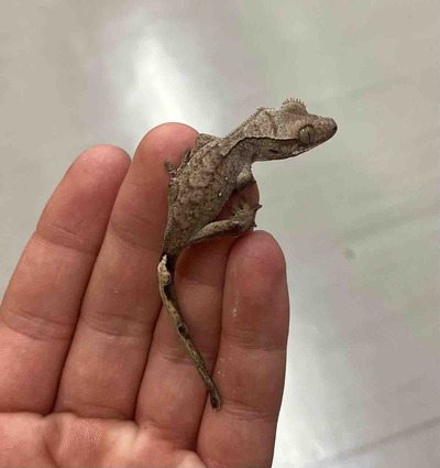 FullSizeRender