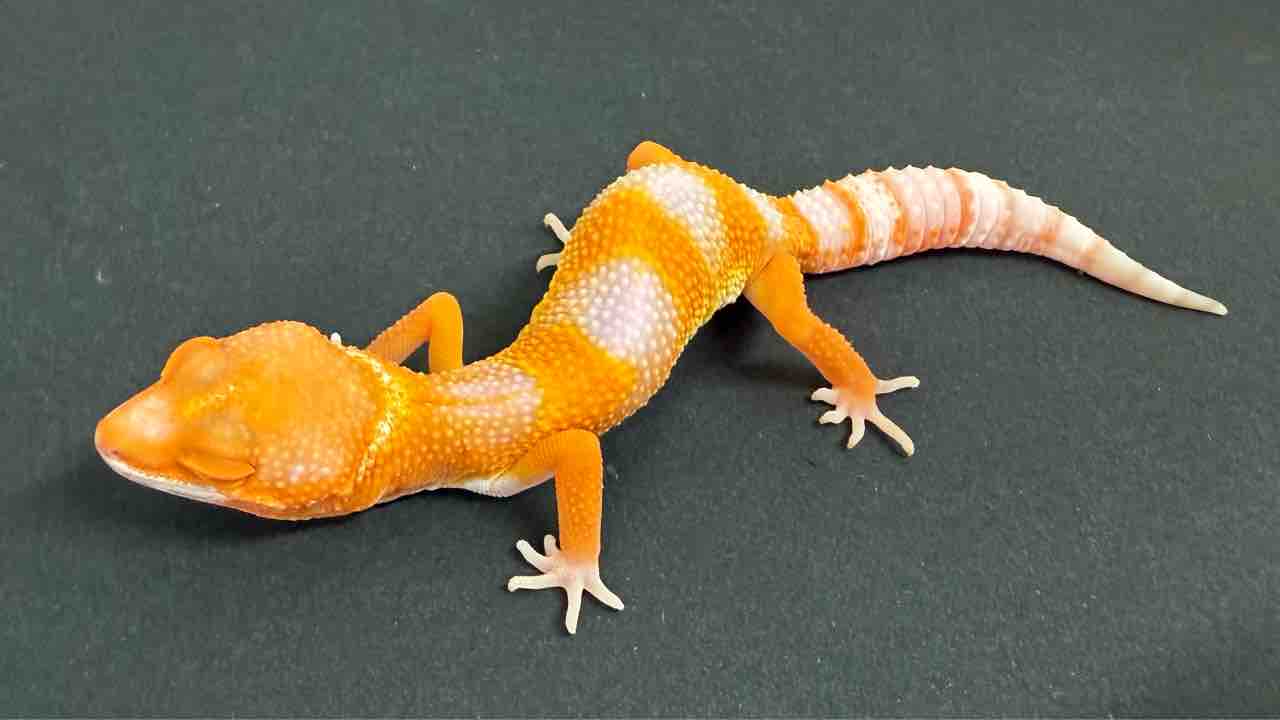 レオパ新着】豹紋堂！LONDON LEOPA！GECKOS ETC.！＋α : 爬虫類倶楽部