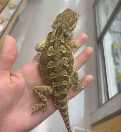 FullSizeRender