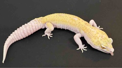 FullSizeRender