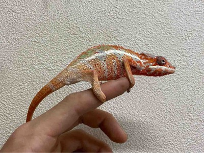 FullSizeRender