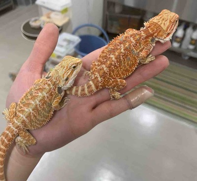 FullSizeRender