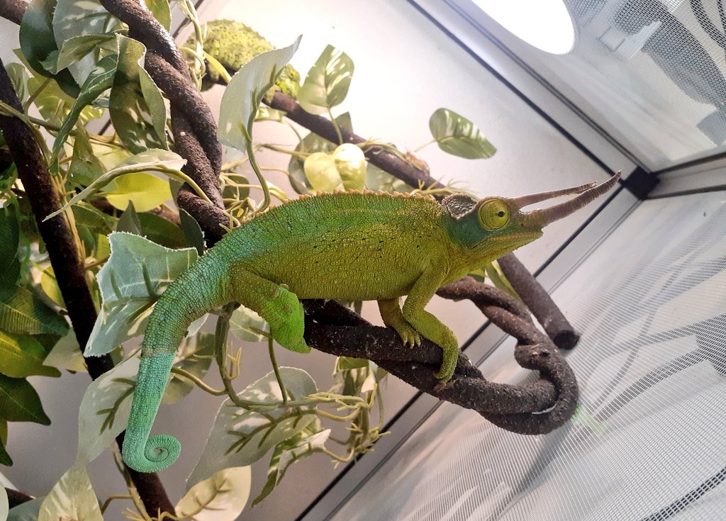カメレオン～新入荷&在庫紹介～ : 爬虫類倶楽部