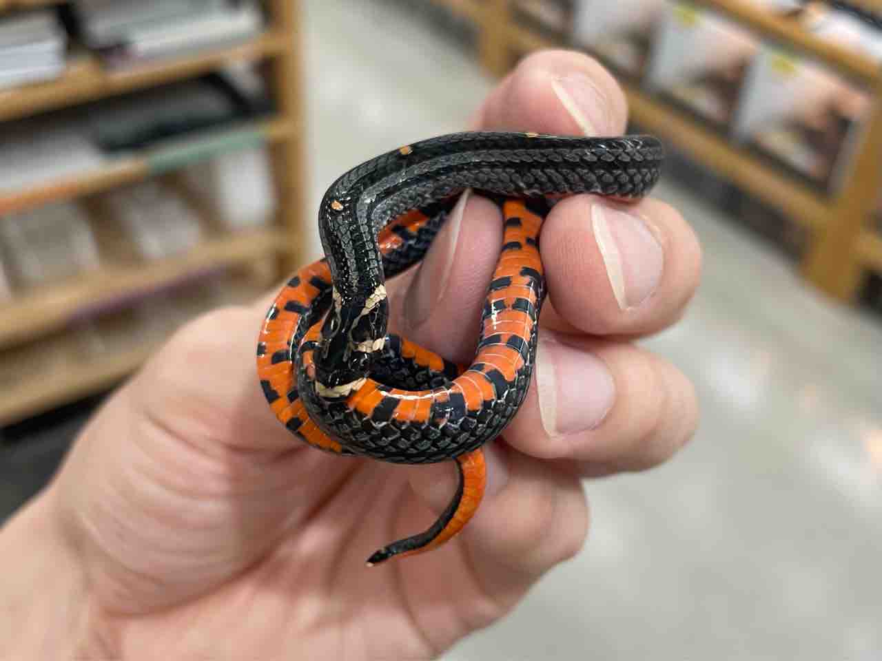 春巻きトカゲページ ハルマヘラホカケトカゲが入荷致しました！（熱帯倶楽部 東川口本店