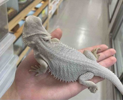 FullSizeRender