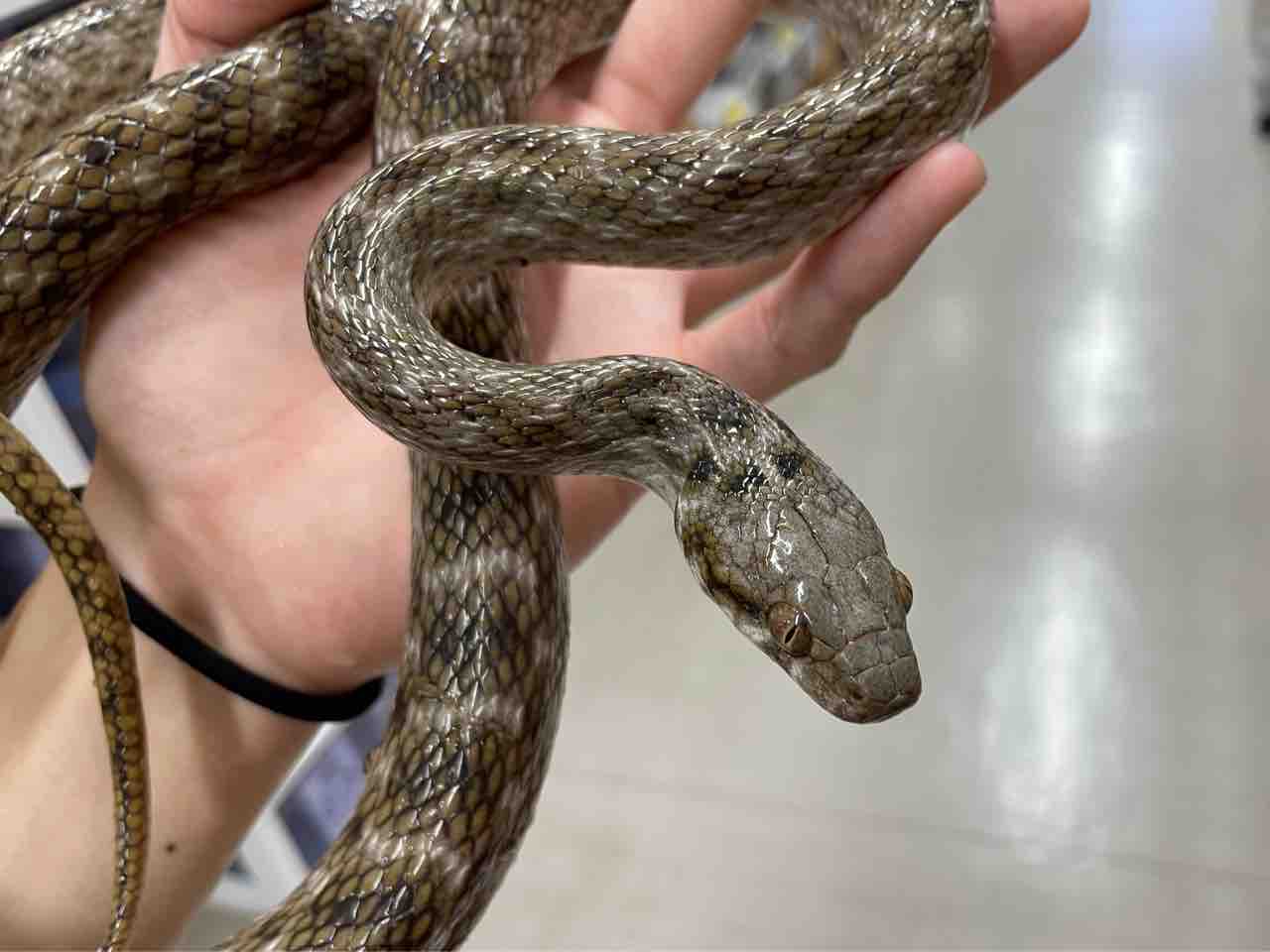 メル蛇 We will introduce the snakes at the snake shop, which has