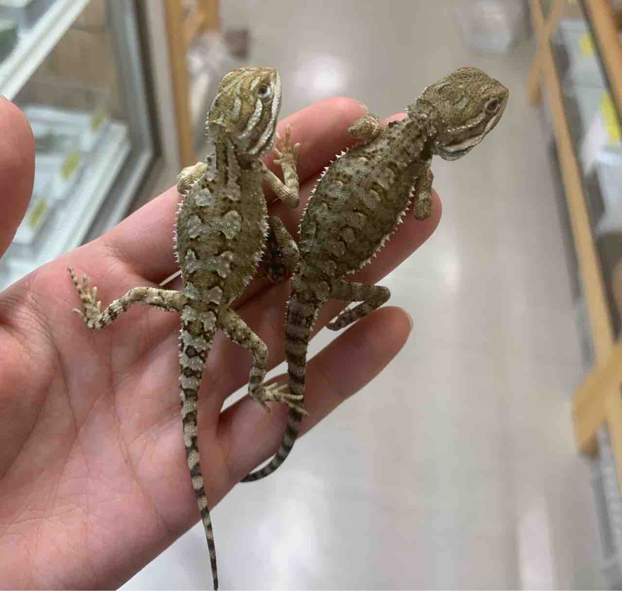 2f新着バルバータやアカメ モトイなど 爬虫類倶楽部 2f新着バルバータやアカメ モトイなど 爬虫類倶楽部