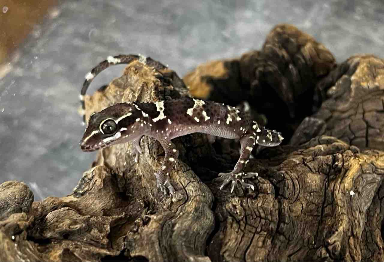 2F もりっと新着！入荷も増えて年明けた感出てきました👌´- : 爬虫類倶楽部