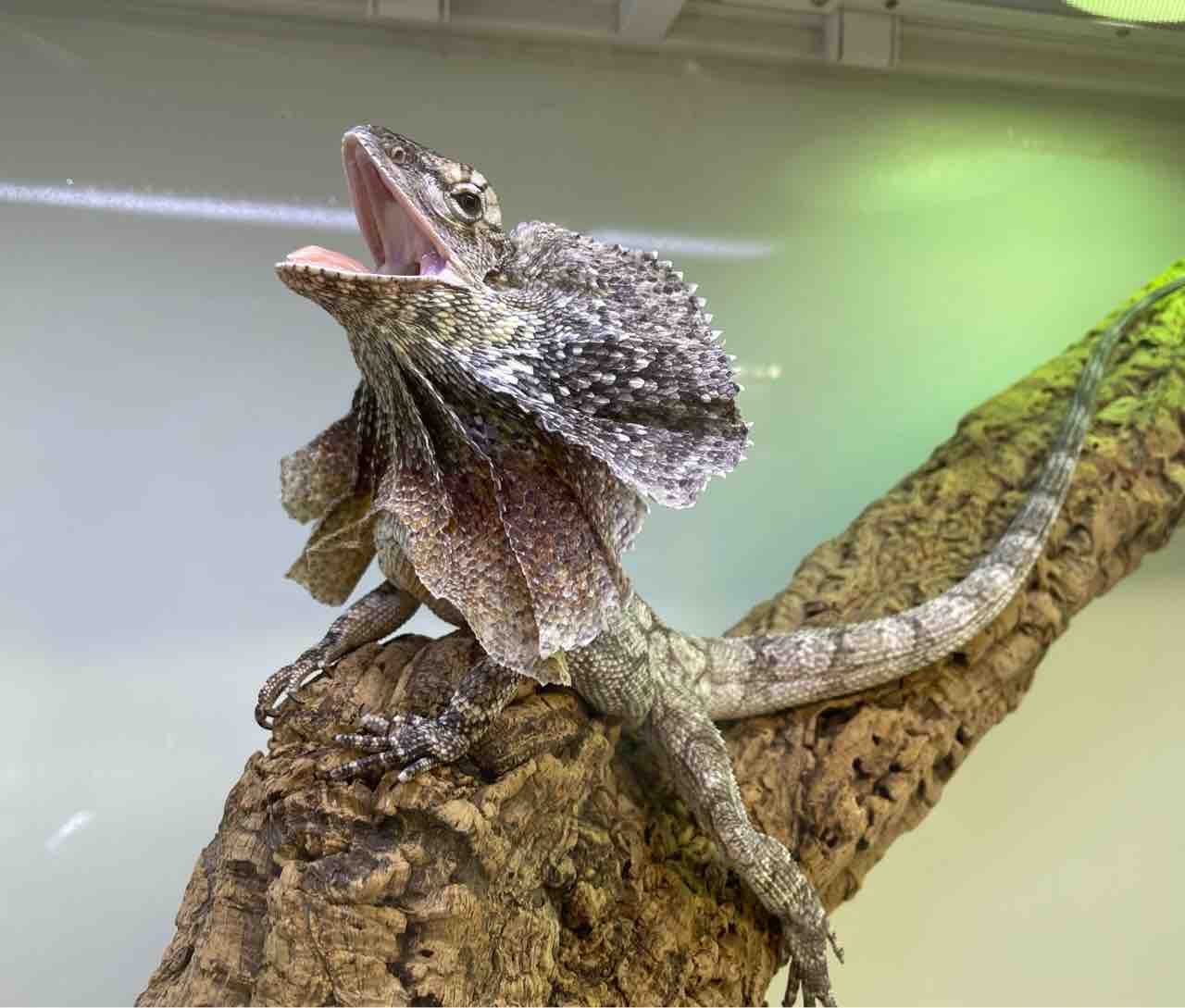 世界トカゲの日セール』告知&全トカゲリスト!! : 爬虫類倶楽部