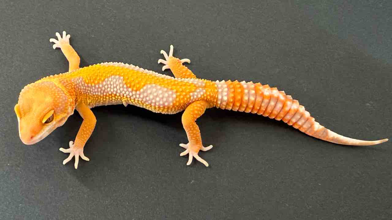 レオパ新着】豹紋堂！LONDON LEOPA！GECKOS ETC.！＋α : 爬虫類倶楽部