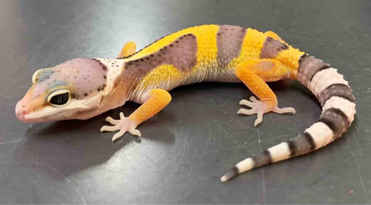 レオパ 新入荷 : 爬虫類倶楽部