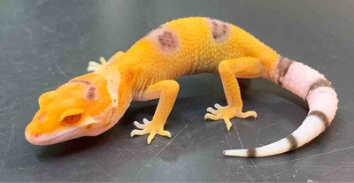 レオパ野郎 4a8090e6-s.jpg