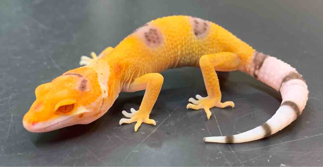 爬虫類ケージ 2つセット エキゼトラ レオパ ヒョウモントカゲモドキ