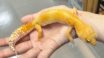 FullSizeRender