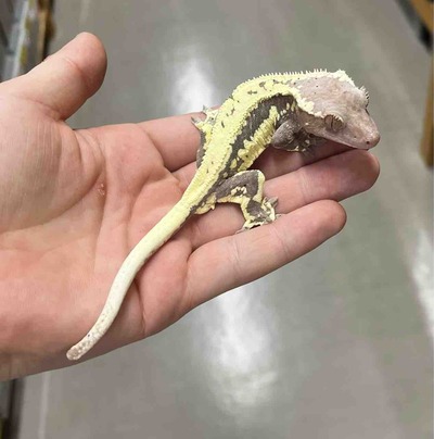 FullSizeRender