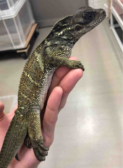 FullSizeRender
