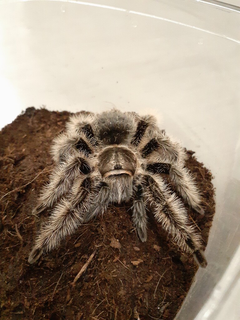 タランチュラの世界 タランチュラの世界: The Tarantula's World | 冨水明 |本