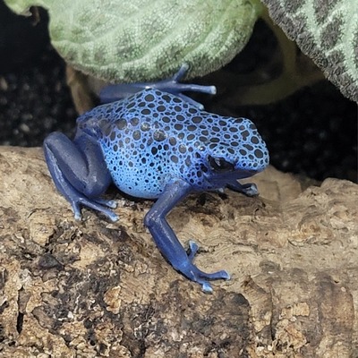 ハチクラ周年祭両生類、カメレオンおすすめ生体！ : 爬虫類倶楽部