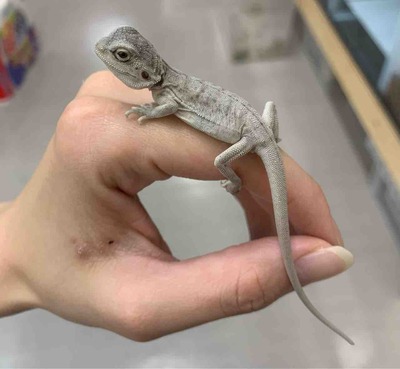 FullSizeRender