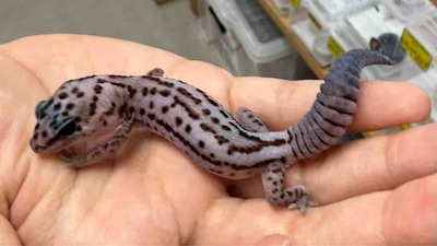 FullSizeRender