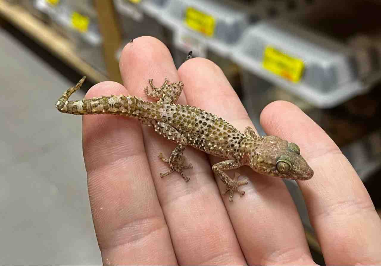 来たぜ！マダガスカル便！ : 爬虫類倶楽部