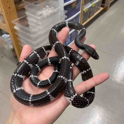 FullSizeRender