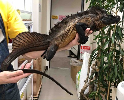 FullSizeRender
