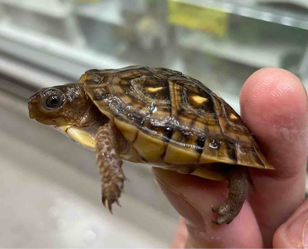 カメセール生体紹介 爬虫類倶楽部 カメセール生体紹介 爬虫類倶楽部