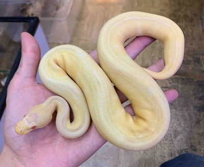 FullSizeRender
