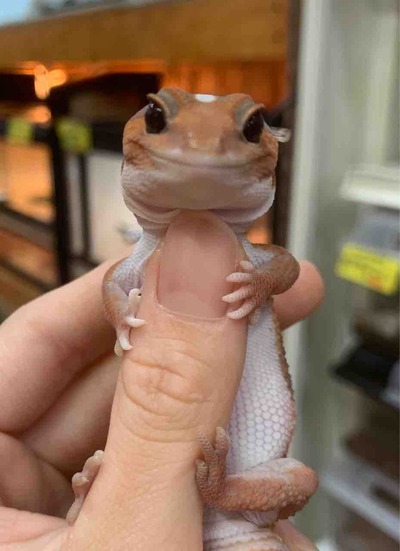 FullSizeRender