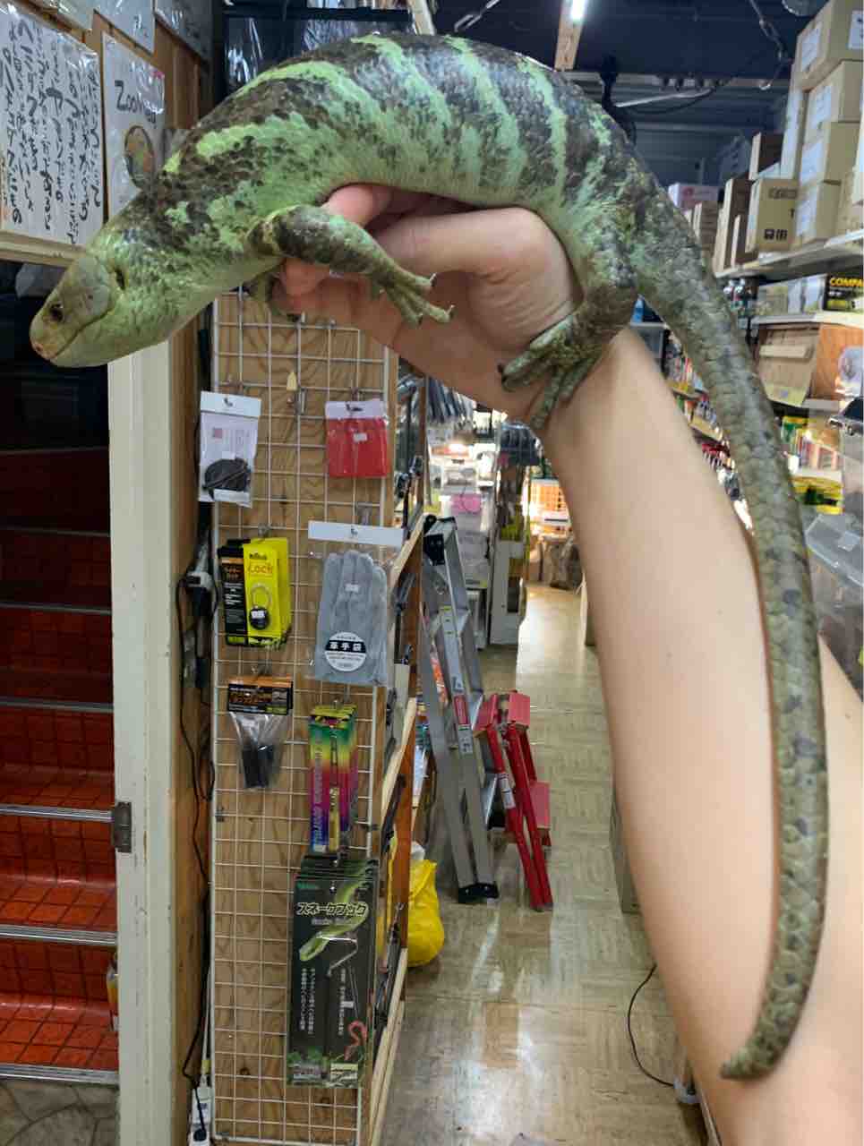 オマキトカゲ入荷してます 爬虫類倶楽部 オマキトカゲ入荷してます 爬虫類倶楽部