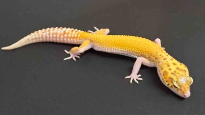 FullSizeRender