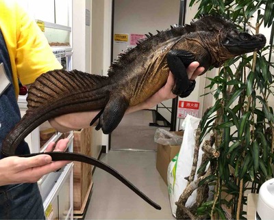 FullSizeRender