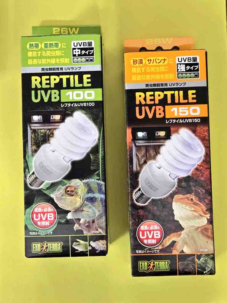 新着！ヤモリ！ネズミ！サソリ！ : 爬虫類倶楽部