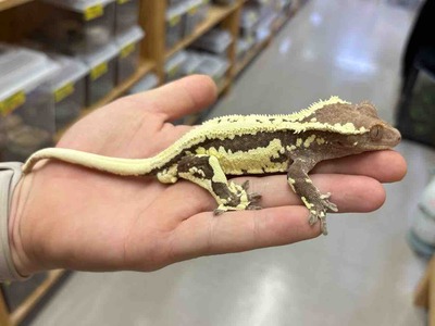 FullSizeRender