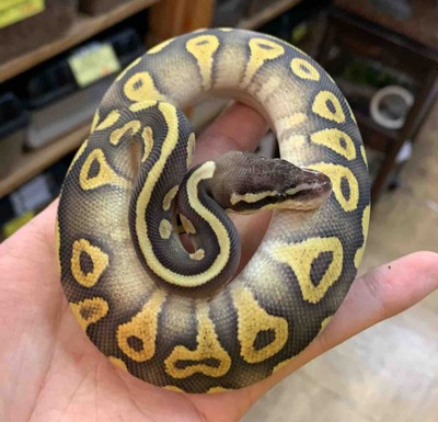 FullSizeRender
