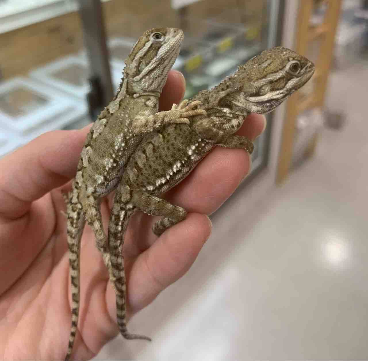 2f新着バルバータやアカメ モトイなど 爬虫類倶楽部 2f新着バルバータやアカメ モトイなど 爬虫類倶楽部