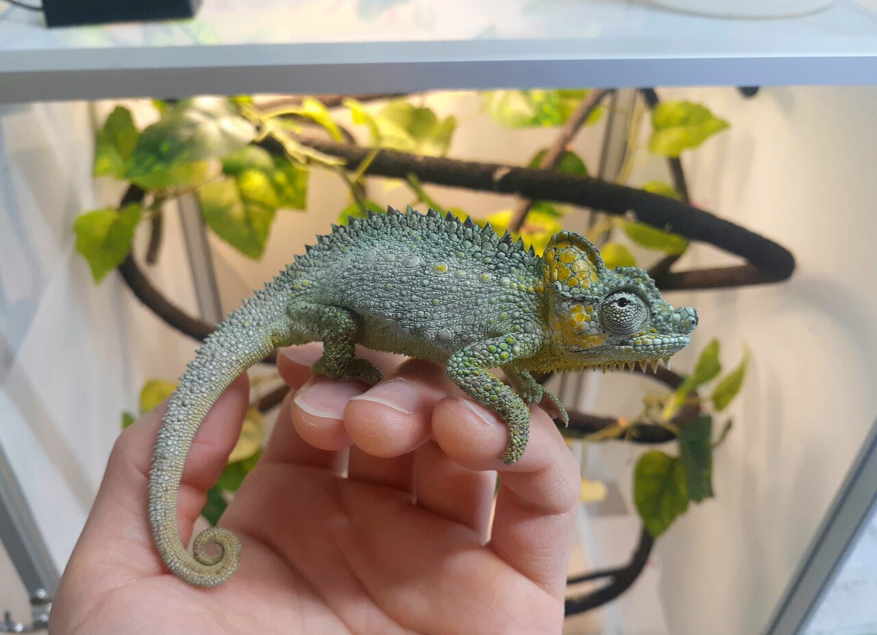 ホーネリーカメレオン オス 成体 液浸標本 ホーネリーカメレオン オス 成体 液浸標本 - メルカリ