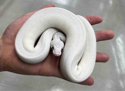 FullSizeRender