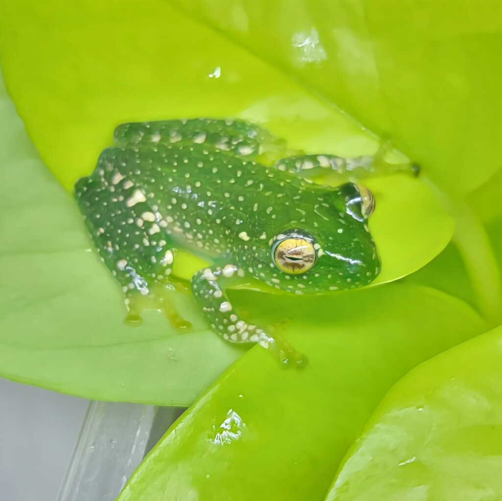 まちカエル 1階 両生類 待ちに待ったマダガスカル便 : 爬虫類倶楽部