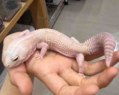 FullSizeRender