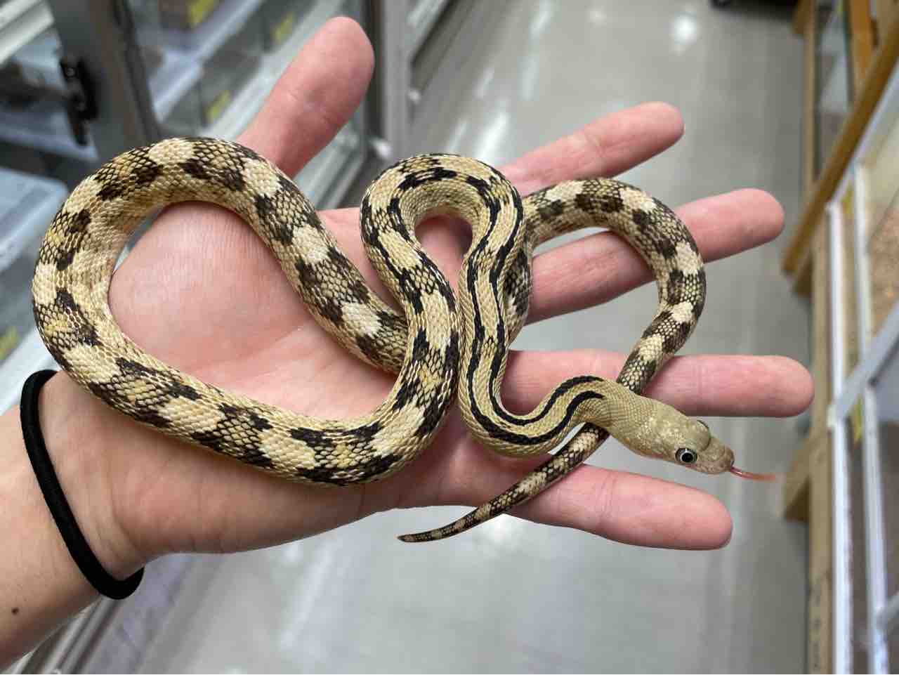 今週の2階新入荷 ヘビ、トカゲ : 爬虫類倶楽部